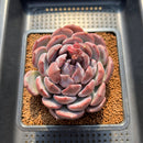 Echeveria 'Misty Forest' 3" Succulent Plant Cutting