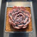 Echeveria 'Misty Forest' 3" Succulent Plant Cutting