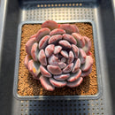 Echeveria 'Misty Forest' 3" Succulent Plant Cutting