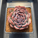 Echeveria 'Misty Forest' 3" Succulent Plant Cutting