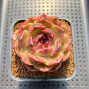 Echeveria 'Mysterious Wine' 3" Succulent Plant Cutting