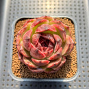 Echeveria 'Mysterious Wine' 3" Succulent Plant Cutting