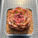Echeveria 'Mysterious Wine' 3" Succulent Plant Cutting