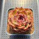 Echeveria 'Mysterious Wine' 3" Succulent Plant Cutting