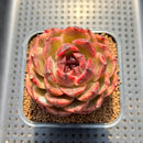 Echeveria 'Mysterious Wine' 3" Succulent Plant Cutting