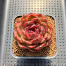 Echeveria 'Mysterious Wine' 3" Succulent Plant Cutting