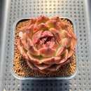 Echeveria 'Mysterious Wine' 3" Succulent Plant Cutting