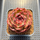 Echeveria 'Mysterious Wine' 3" Succulent Plant Cutting