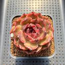 Echeveria 'Mysterious Wine' 3" Succulent Plant Cutting