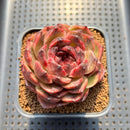 Echeveria 'Mysterious Wine' 3" Succulent Plant Cutting