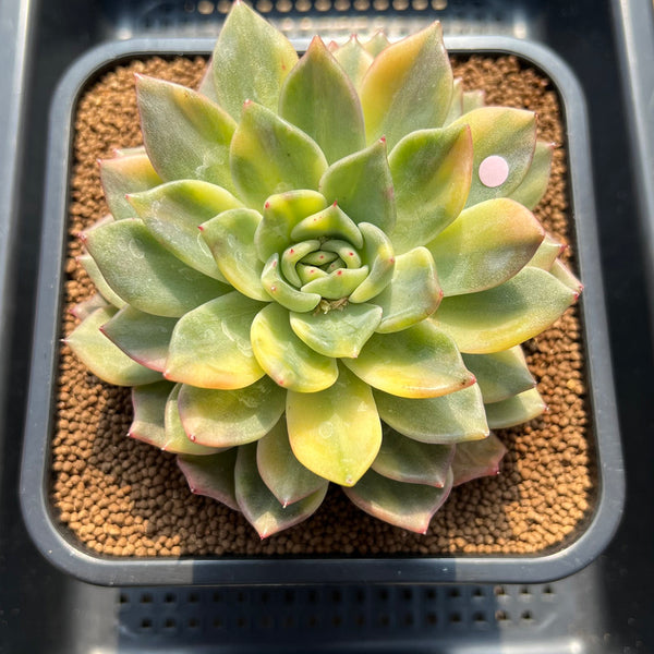 Echeveria 'Rajoya' Variegated 4