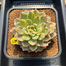 Echeveria 'Rajoya' Variegated 4" Succulent Plant Cutting