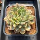 Echeveria 'Rajoya' Variegated 4" Succulent Plant Cutting