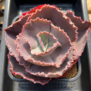 Echeveria 'Opal Moon' 4"-5" Succulent Plant Cutting