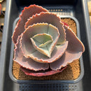 Echeveria 'Opal Moon' 4"-5" Succulent Plant Cutting