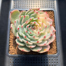 Echeveria Chihuahuaensis Variegated 4" Succulent Plant Cutting