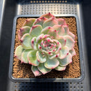 Echeveria Chihuahuaensis Variegated 4" Succulent Plant Cutting