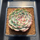 Echeveria Chihuahuaensis Variegated 4" Succulent Plant Cutting