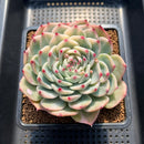 Echeveria Chihuahuaensis Variegated 4" Succulent Plant Cutting