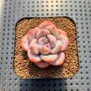 Echeveria 'Miss Jin' 1"-2" Succulent Plant Cutting