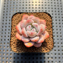 Echeveria 'Miss Jin' 1"-2" Succulent Plant Cutting