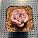 Echeveria 'Miss Jin' 1"-2" Succulent Plant Cutting