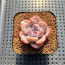 Echeveria 'Miss Jin' 1"-2" Succulent Plant Cutting