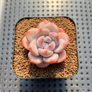 Echeveria 'Miss Jin' 1"-2" Succulent Plant Cutting