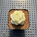 Echeveria 'Bai Ze' 1" Succulent Plant Cutting