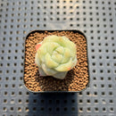 Echeveria 'Bai Ze' 1" Succulent Plant Cutting