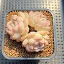 Echeveria 'Pure Jade' 2" Succulent Plant Cutting