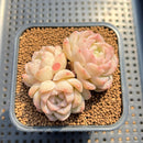 Echeveria 'Pure Jade' 2" Succulent Plant Cutting