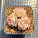 Echeveria 'Pure Jade' 2" Succulent Plant Cutting