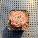 Echeveria 'Dry Ice' 1" Succulent Plant Cutting