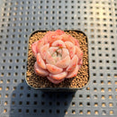 Echeveria 'Dry Ice' 1" Succulent Plant Cutting
