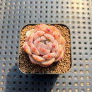 Echeveria 'Dry Ice' 1" Succulent Plant Cutting
