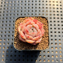 Echeveria 'Dry Ice' 1" Succulent Plant Cutting