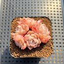 Echeveria 'Sea Dream' 2" Succulent Plant Cutting
