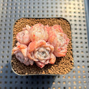 Echeveria 'Sea Dream' 2" Succulent Plant Cutting