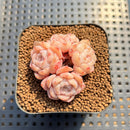 Echeveria 'Sea Dream' 2" Succulent Plant Cutting