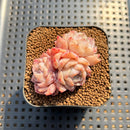 Echeveria 'Sea Dream' 2" Succulent Plant Cutting