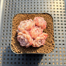 Echeveria 'Sea Dream' 2" Succulent Plant Cutting