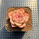 Echeveria 'Fortitude' 1"-2" Succulent Plant Cutting