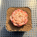 Echeveria 'Fortitude' 1"-2" Succulent Plant Cutting