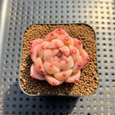 Echeveria 'Fortitude' 1"-2" Succulent Plant Cutting