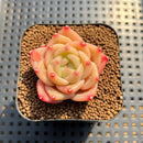 Echeveria 'Fortitude' 1"-2" Succulent Plant Cutting