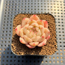 Echeveria 'Fortitude' 1"-2" Succulent Plant Cutting