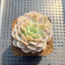 Echeveria 'Hades' 2" Succulent Plant Cutting