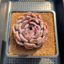 Echeveria 'Angels Eye' 3" Succulent Plant Cutting