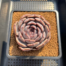 Echeveria 'Angels Eye' 3" Succulent Plant Cutting